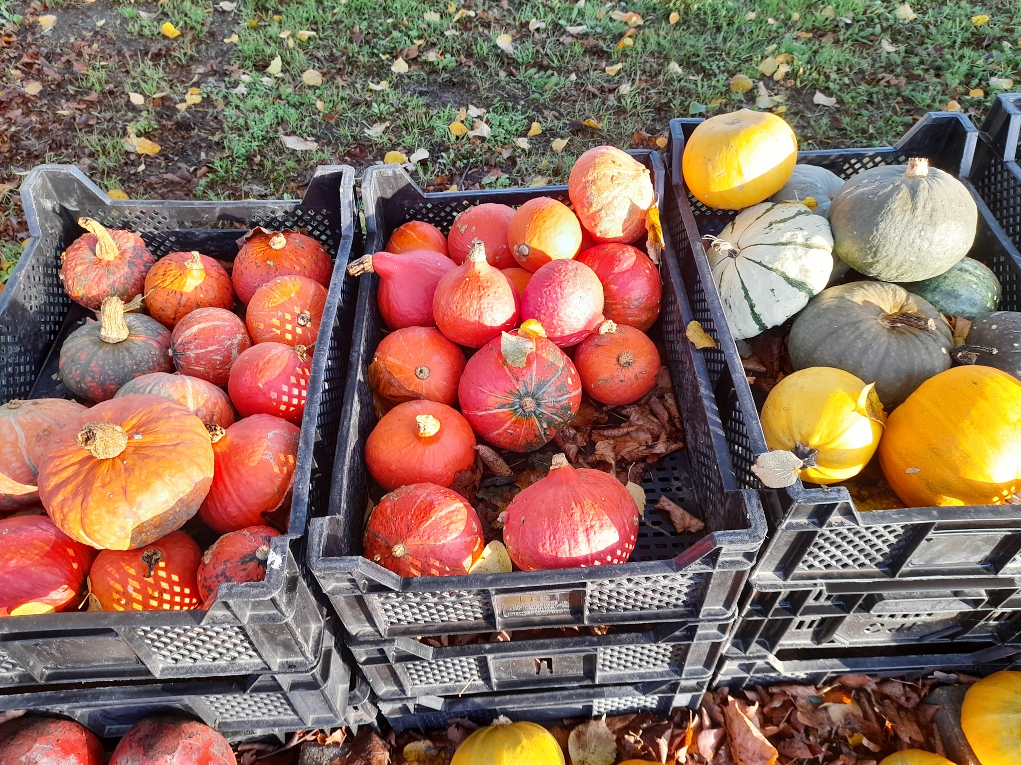 Uitverkoop pompoenen bij Boerderijwinkel Lensink in Lintelo